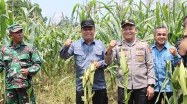 Wakil Bupati Tanjab Barat Katamso Panen Jagung Bersama Kapolres, Pjs Danramil 419-07/Merlung dan Kepala OPD (pro)