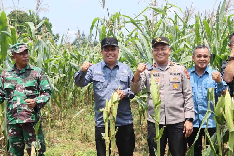 Wakil Bupati Tanjab Barat Katamso Panen Jagung Bersama Kapolres, Pjs Danramil 419-07/Merlung dan Kepala OPD (pro)
