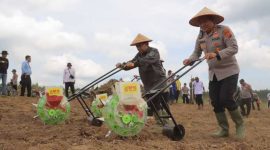 AKBP Agung Basuki Bersama Asisten II Setda Tanjab Barat Firdaus Khatab dan Pihak Terkait Saat Menanam Jagung (hms) 