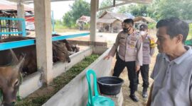 Antisipasi Wabah PMK, Polisi dan TNI di Sungai Gelam Lakukan Pemeriksaan Ternak di Kandang, Rabu (18/5/22). FOTO : Noval