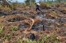 Kebakaran yang diduga dipicu oleh aktivitas penyetekingan lahan ini telah menghanguskan sedikitnya 150 hektare kebun warga, dan hingga kini proses pemadaman mandiri masih terkendala oleh minimnya peralatan pompa serta pasokan air di lokasi, Minggu (13 September 2026). FOTO : BPBD MUSI