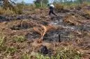 Kebakaran yang diduga dipicu oleh aktivitas penyetekingan lahan ini telah menghanguskan sedikitnya 150 hektare kebun warga, dan hingga kini proses pemadaman mandiri masih terkendala oleh minimnya peralatan pompa serta pasokan air di lokasi, Minggu (13 September 2026). FOTO : BPBD MUSI