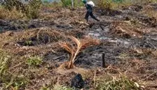 Kebakaran yang diduga dipicu oleh aktivitas penyetekingan lahan ini telah menghanguskan sedikitnya 150 hektare kebun warga, dan hingga kini proses pemadaman mandiri masih terkendala oleh minimnya peralatan pompa serta pasokan air di lokasi, Minggu (13 September 2026). FOTO : BPBD MUSI