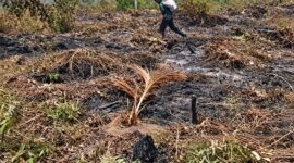 Kebakaran yang diduga dipicu oleh aktivitas penyetekingan lahan ini telah menghanguskan sedikitnya 150 hektare kebun warga, dan hingga kini proses pemadaman mandiri masih terkendala oleh minimnya peralatan pompa serta pasokan air di lokasi, Minggu (13 September 2026). FOTO : BPBD MUSI