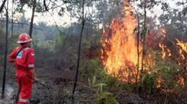 Kebakaran Lahan Semak Belukar, milik eks Camp PT. MPCC Jakarta di RT. 04, Dusun Simpang Camat, Desa Lubuk Terentang, Kecamatan Betara, pada Selasa (7/2/2023). FOTO : Tim