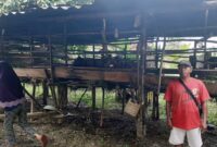 Delapan ekor kambing hewan ternak warga RT. 17 Dusun Belanti Sempit Desa Talang Duku Kec. Taman Rajo, Kabupaten Muaro Jambi di curi dari kandang, Selasa (01/02/22) malam
