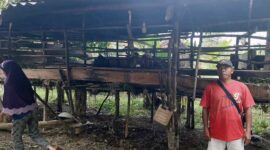 Delapan ekor kambing hewan ternak warga RT. 17 Dusun Belanti Sempit Desa Talang Duku Kec. Taman Rajo, Kabupaten Muaro Jambi di curi dari kandang, Selasa (01/02/22) malam