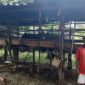 Delapan ekor kambing hewan ternak warga RT. 17 Dusun Belanti Sempit Desa Talang Duku Kec. Taman Rajo, Kabupaten Muaro Jambi di curi dari kandang, Selasa (01/02/22) malam