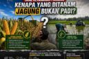 Editorial: Soal Ketahanan Pangan, Kenapa yang Ditanam Jagung Bukan Padi? (FOTO : Dok. Istimewa/LT)