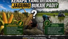 Editorial: Soal Ketahanan Pangan, Kenapa yang Ditanam Jagung Bukan Padi? (FOTO : Dok. Istimewa/LT)