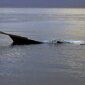 Ilustrasi Perahu Ketek Karam di Sungai. FOTO : Ist/Net