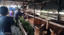OPD Tanjab Barat Sudah Menyiapkan  Sapi dan 3 Ekor Kambing Untuk di Kurban. FOTO : Ist