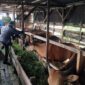 OPD Tanjab Barat Sudah Menyiapkan  Sapi dan 3 Ekor Kambing Untuk di Kurban. FOTO : Ist