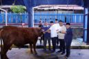 Menteri Ketenagakerjaan Yassierli bersama Wakil Menteri Ketenagakerjaan Afriansyah Noor, Sekretaris Jenderal Kemnaker Cris Kuntadi, dan jajaran pejabat kementerian meninjau langsung salah satu hewan kurban di Kantor Pusat Kemnaker, Jakarta, Kamis (28/5/2026). (FOTO : Dok. Biro Humas Kemnaker)
