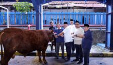 Menteri Ketenagakerjaan Yassierli bersama Wakil Menteri Ketenagakerjaan Afriansyah Noor, Sekretaris Jenderal Kemnaker Cris Kuntadi, dan jajaran pejabat kementerian meninjau langsung salah satu hewan kurban di Kantor Pusat Kemnaker, Jakarta, Kamis (28/5/2026). (FOTO : Dok. Biro Humas Kemnaker)