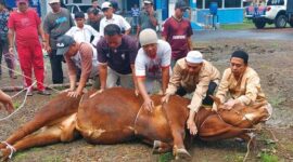 Dok. Pemotongan Hewan Kurban di Mapolres Tanjab Barat Tahun 2022. FOTO : LT