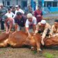 Dok. Pemotongan Hewan Kurban di Mapolres Tanjab Barat Tahun 2022. FOTO : LT