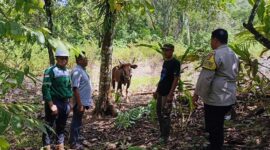 Kepala Desa Torete, Ridwan (kemeja abu-abu) menerima hewan qurban dari perwakilan PT. TMMS di Morowali. FOTO : Ist