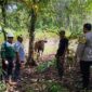Kepala Desa Torete, Ridwan (kemeja abu-abu) menerima hewan qurban dari perwakilan PT. TMMS di Morowali. FOTO : Ist