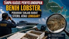 3 Tahun Terakhir Tanpa Kasus Penyelundupan Benih Lobster, Perairan Tanjab Barat Sudah Steril atau Kosentrasi Petugas yang Beralih? (VISUAL : Dok. Istimewa)