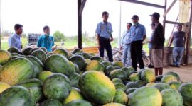 Petani Binaan bersama H. Hermawan dan pihak PT LPPPI lainnya menunjukkan hasil panen Semangka, Kamis (17/11/22). FOTO : Ist