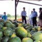Petani Binaan bersama H. Hermawan dan pihak PT LPPPI lainnya menunjukkan hasil panen Semangka, Kamis (17/11/22). FOTO : Ist