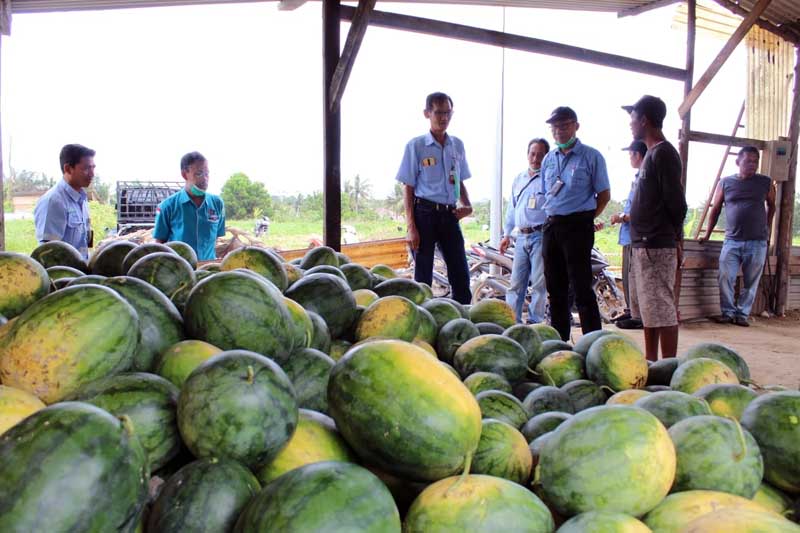 Petani Binaan bersama H. Hermawan dan pihak PT LPPPI lainnya menunjukkan hasil panen Semangka, Kamis (17/11/22). FOTO : Ist