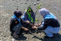 Sebuah Komitmen Dinyata untuk Bumi Oleh MAPALA Pawana FMIPA Untad Tanam 250 dentan Menanam Mangrove di Mamboro Barat. FOTO : HMS