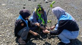 Sebuah Komitmen Dinyata untuk Bumi Oleh MAPALA Pawana FMIPA Untad Tanam 250 dentan Menanam Mangrove di Mamboro Barat. FOTO : HMS