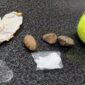 Sabu dalam bola tenis yang ditemukan petugas Lapas Sijunjung. ©ANTARA/HO-Kemenkumham Sumbar