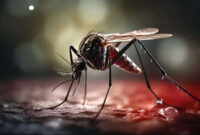 Pembiakan dan Penyebaran Nyamuk Wolbachia Yang Menimbulkan Pertanyaan dan Kecemasan Masyarakat. FOTO : Ist/Net