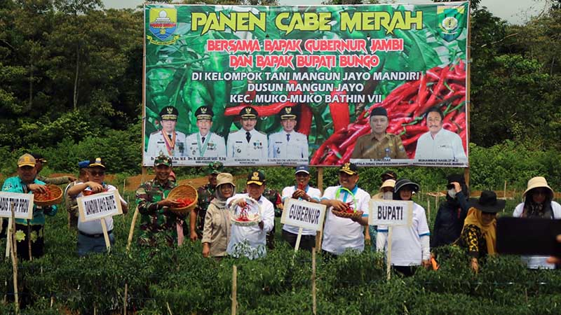 Dandim 0416/Bute Letkol Inf Arief Widyanto Saat Mendampingi Gubernur Jambi Al Haris Panen Cabe Merah di Kelompok Tani Mangun Jayo Mandiri, Desa Mangun Jayo, Kecamatan Muko Muko Bathin VII, Kabupaten Bungo, Kamis (30/05/2024). [FOTO : PENDIM 0416]