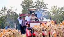 Presiden RI Prabowo Subianto (tengah, topi krem) mengoperasikan mesin pemanen (combine harvester) saat menghadiri Panen Raya Jagung Serentak Kuartal II di Kabupaten Tuban, Jawa Timur, Sabtu (16/5/2026). (FOTO : Dok. TEMPO/X)