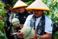 MENUJU SENTRA HORTIKULTURA: Sinergi hulu ke hilir! Bupati H. Anwar Sadat, M.Ag. dan Wakil Bupati H. Katamso menggunting tangkai melon berkualitas tinggi hasil budidaya Kelompok Tani Desa Kuala Dasal, Jumat (17/07). Dengan produktivitas mencapai 16 ton, komoditas lokal ini kini sukses merambah pasar Jambi, Batam, hingga Jakarta. (Foto: Dok. Prokopim Tanjab Barat)