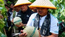 MENUJU SENTRA HORTIKULTURA: Sinergi hulu ke hilir! Bupati H. Anwar Sadat, M.Ag. dan Wakil Bupati H. Katamso menggunting tangkai melon berkualitas tinggi hasil budidaya Kelompok Tani Desa Kuala Dasal, Jumat (17/07). Dengan produktivitas mencapai 16 ton, komoditas lokal ini kini sukses merambah pasar Jambi, Batam, hingga Jakarta. (Foto: Dok. Prokopim Tanjab Barat)