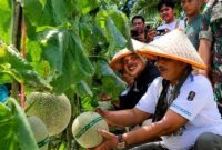 MENUJU SENTRA HORTIKULTURA: Sinergi hulu ke hilir! Bupati H. Anwar Sadat, M.Ag. dan Wakil Bupati H. Katamso menggunting tangkai melon berkualitas tinggi hasil budidaya Kelompok Tani Desa Kuala Dasal, Jumat (17/07). Dengan produktivitas mencapai 16 ton, komoditas lokal ini kini sukses merambah pasar Jambi, Batam, hingga Jakarta. (Foto: Dok. Prokopim Tanjab Barat)