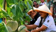 MENUJU SENTRA HORTIKULTURA: Sinergi hulu ke hilir! Bupati H. Anwar Sadat, M.Ag. dan Wakil Bupati H. Katamso menggunting tangkai melon berkualitas tinggi hasil budidaya Kelompok Tani Desa Kuala Dasal, Jumat (17/07). Dengan produktivitas mencapai 16 ton, komoditas lokal ini kini sukses merambah pasar Jambi, Batam, hingga Jakarta. (Foto: Dok. Prokopim Tanjab Barat)