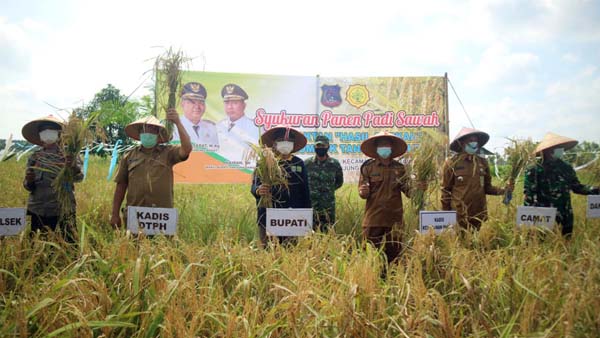 Bupati H. Anwar Sadat Saat Panen Padi sawah Gabungan Kelompok Tani Tani BERKAH di RT 10. Dusun Harapan Desa Pembengis, Kecamatan Bram Itam, Senin (24/05/21). FOTO : Prokopim.