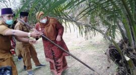 Bupati Muaro Jambi Hj. Masnah Busro bersama Ketua DPRD Yuli Setia Bakti Saat Mmelakukan Panen Perdana Sawit di lokasi Peremajaan Sawit Rakyat Kecamatan Sungai Bahar, Selasa (10/5/22). FOTO : Ist