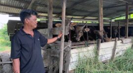 Ismail salah seorang Penjual dan Peternak Sapi di Jalan Siswa Ujung, Kelurahan Patunas, Kecamatan Tungkal Ilir, Kabupaten Tanjung Jabung Barat. FOTO : Ist