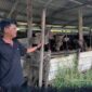 Ismail salah seorang Penjual dan Peternak Sapi di Jalan Siswa Ujung, Kelurahan Patunas, Kecamatan Tungkal Ilir, Kabupaten Tanjung Jabung Barat. FOTO : Ist