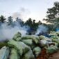 Kepulan asap tebal membubung dari lokasi pembakaran arang tempurung kelapa yang dikeluhkan mengganggu kenyamanan dan kesehatan warga Desa Kemuning. Camat Bram Itam menegaskan seluruh pengrajin wajib mematuhi SE Bupati terkait pembatasan jam operasional. (Foto: Dok. Istimewa)
