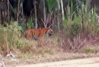 Penampakan se ekor Harimau Liar Berkeliaran di Permukiman Warga Desa Sungai Kayu Aro, Kecamatan Senyerang. FOTO : IST