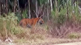 Penampakan se ekor Harimau Liar Berkeliaran di Permukiman Warga Desa Sungai Kayu Aro, Kecamatan Senyerang. FOTO : IST