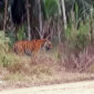 Penampakan se ekor Harimau Liar Berkeliaran di Permukiman Warga Desa Sungai Kayu Aro, Kecamatan Senyerang. FOTO : IST