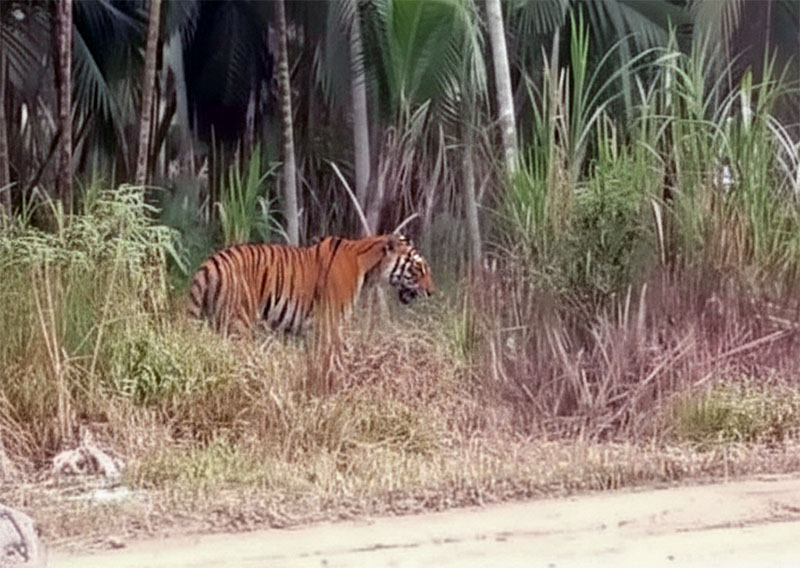 Penampakan se ekor Harimau Liar Berkeliaran di Permukiman Warga Desa Sungai Kayu Aro, Kecamatan Senyerang. FOTO : IST