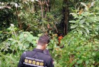 Basarnas Pos SAR Kerinci Turunkan Tim Pencarian Kakek 78 Tahun Hilang di Perkebunan Kayu Manis, Sabtu (21/1/23). FOTO : Hms Basarnas Jambi  