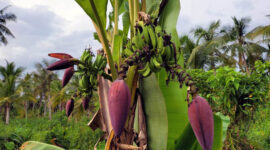 FOTO : Tangkapan Layar Video Pohon Pisang di Parit II Berbuah 6 Tandan dan 6 Jantung di Parit II.