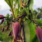 FOTO : Tangkapan Layar Video Pohon Pisang di Parit II Berbuah 6 Tandan dan 6 Jantung di Parit II.