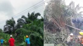 Tim PLN ULP Kuala Tungkal saat melakukan pembebasan terhadap tanam tumbuh disepanjang Jaringan Listrik tegangan menengah. FOTO : Tangkapan layar